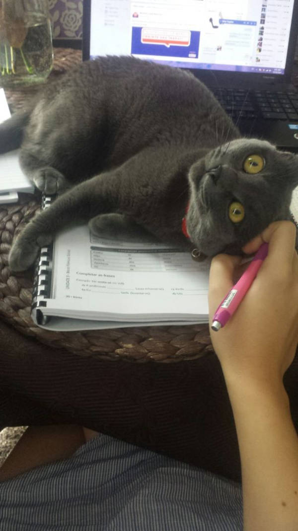 cats being absolute chaos 42 pics 8.html - 42 HD Photos | Premium Gallery 2026