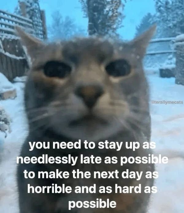 pure internet energy in meme form 30 pics 14.html - 30 HD Photos | Premium Gallery 2026