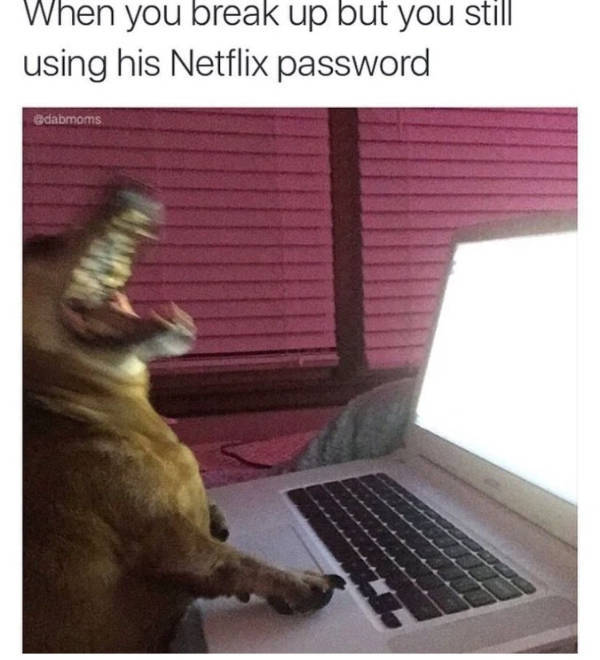 pure internet energy in meme form 30 pics 14.html - 30 HD Photos | Premium Gallery 2026