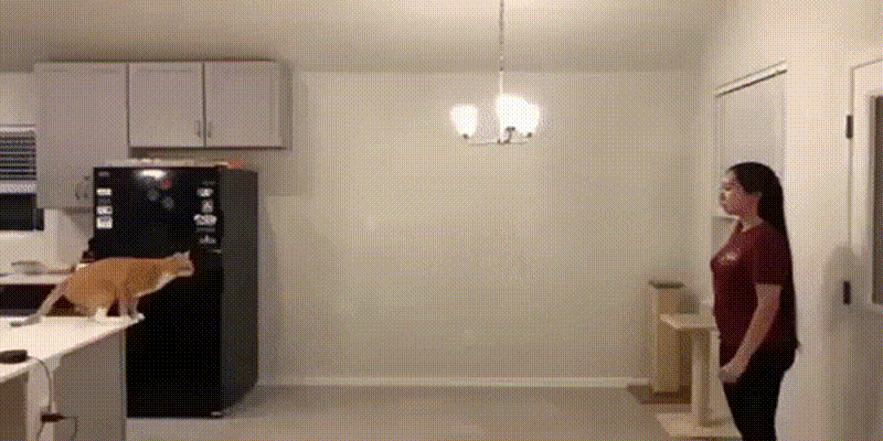 daily gifdump 54 gifs 3.html - 1 HD GIF | Premium Gallery 2026