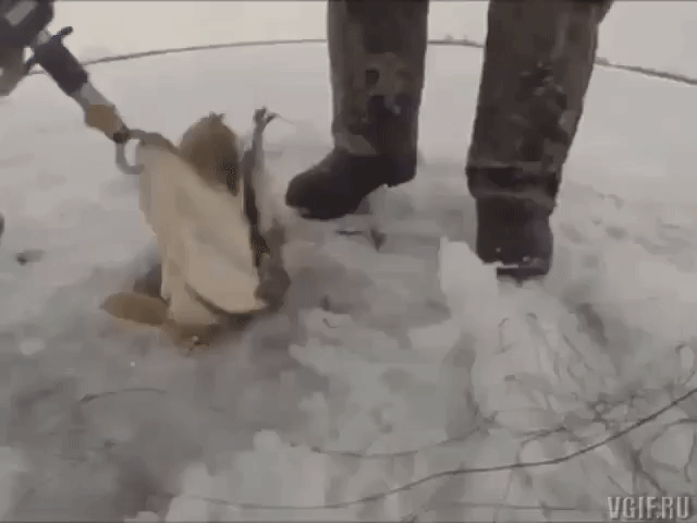 daily gifdump 54 gifs 3.html - 1 HD GIF | Premium Gallery 2026