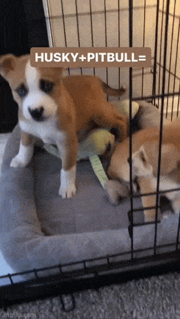 daily gifdump 54 gifs 3.html - 1 HD GIF | Premium Gallery 2026