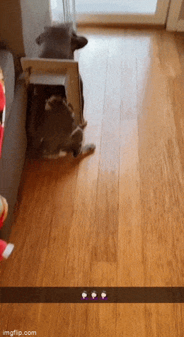 daily gifdump 54 gifs 3.html - 1 HD GIF | Premium Gallery 2026