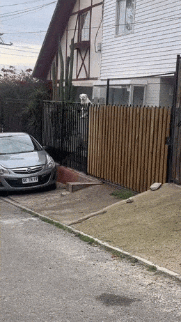 daily gifdump 54 gifs 3.html - 1 HD GIF | Premium Gallery 2026