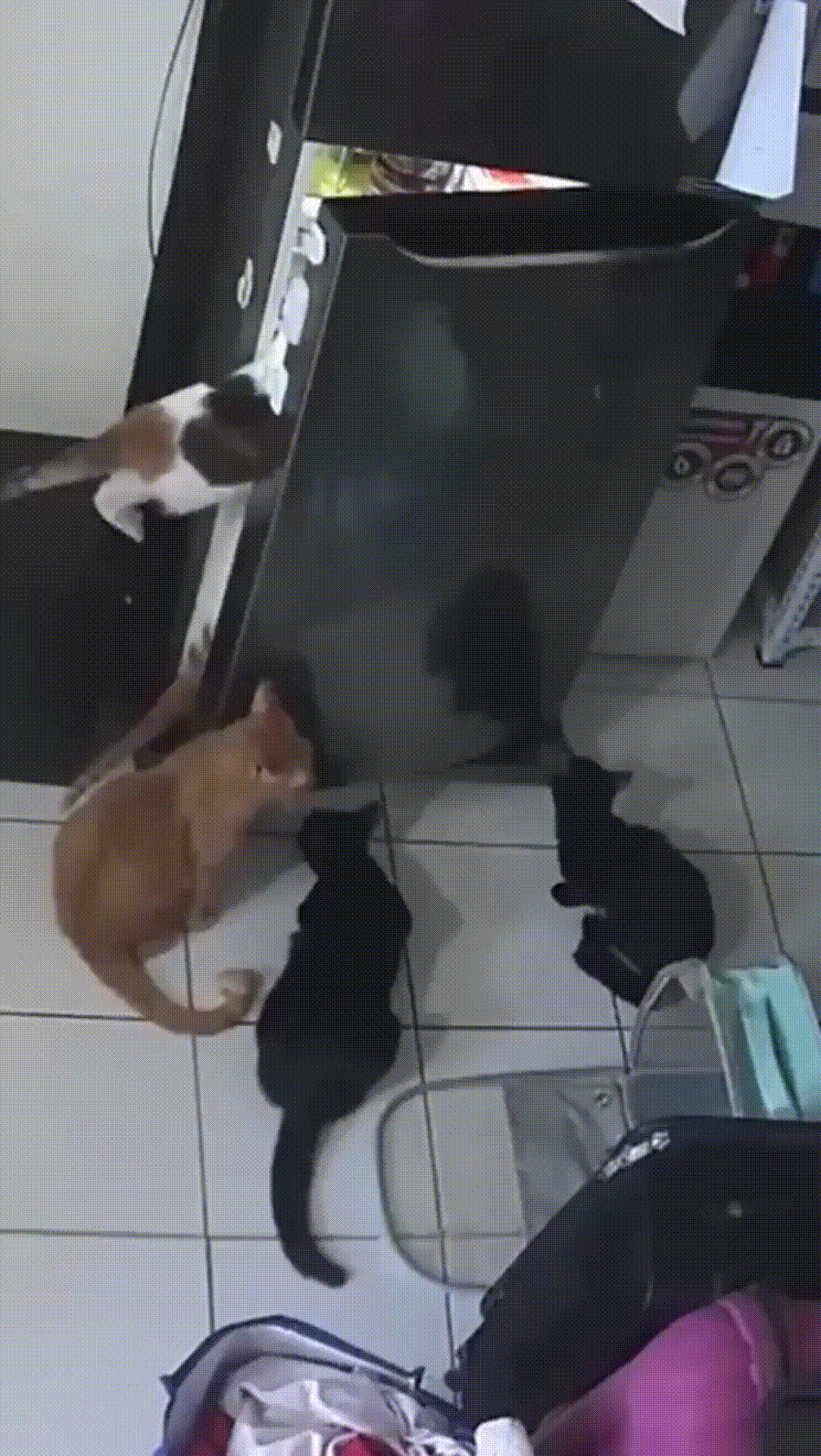 daily gifdump 54 gifs 3.html - 1 HD GIF | Premium Gallery 2026