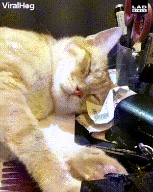 daily gifdump 54 gifs 3.html - 1 HD GIF | Premium Gallery 2026