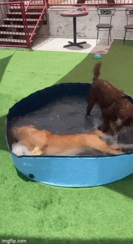 daily gifdump 54 gifs 3.html - 1 HD GIF | Premium Gallery 2026