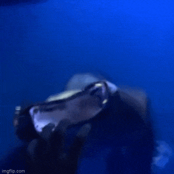 daily gifdump 54 gifs 3.html - 1 HD GIF | Premium Gallery 2026