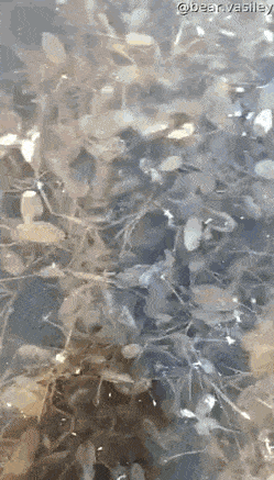 daily gifdump 54 gifs 3.html - 1 HD GIF | Premium Gallery 2026