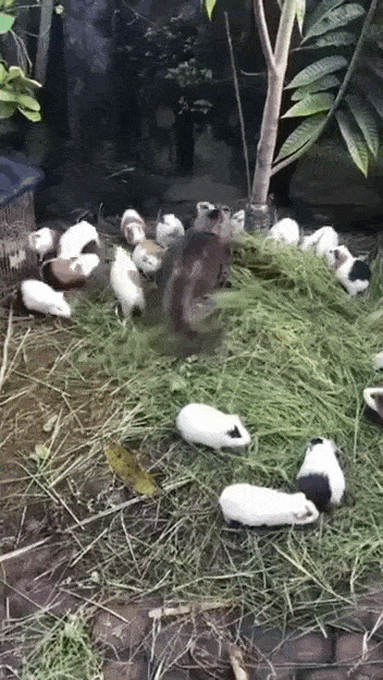 daily gifdump 54 gifs 3.html - 1 HD GIF | Premium Gallery 2026