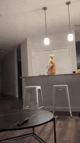 daily gifdump 54 gifs 3.html - 1 HD GIF | Premium Gallery 2026