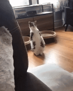 daily gifdump 42 gifs 2.html - 1 HD GIF | Premium Gallery 2026