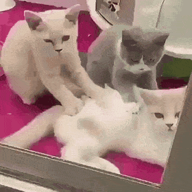 daily gifdump 42 gifs 2.html - 1 HD GIF | Premium Gallery 2026