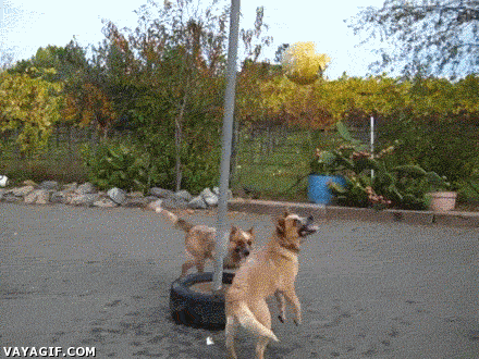 daily gifdump 42 gifs 2.html - 1 HD GIF | Premium Gallery 2026