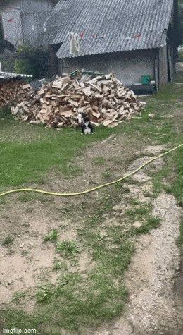 daily gifdump 42 gifs 2.html - 1 HD GIF | Premium Gallery 2026