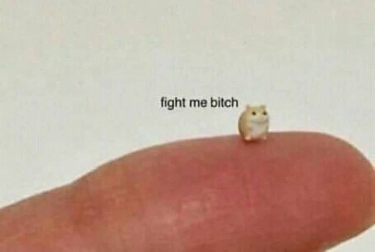 A Chaotic Mix of Internet Memes