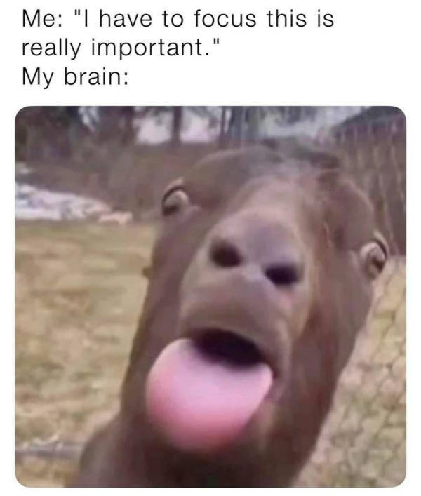 A Chaotic Mix of Internet Memes