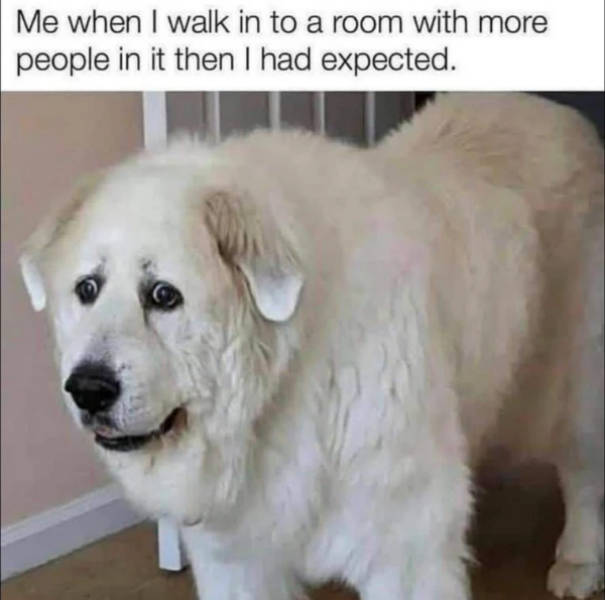 dank memes with unlimited energy 36 pics 5.html - 36 HD Photos | Premium Gallery 2026