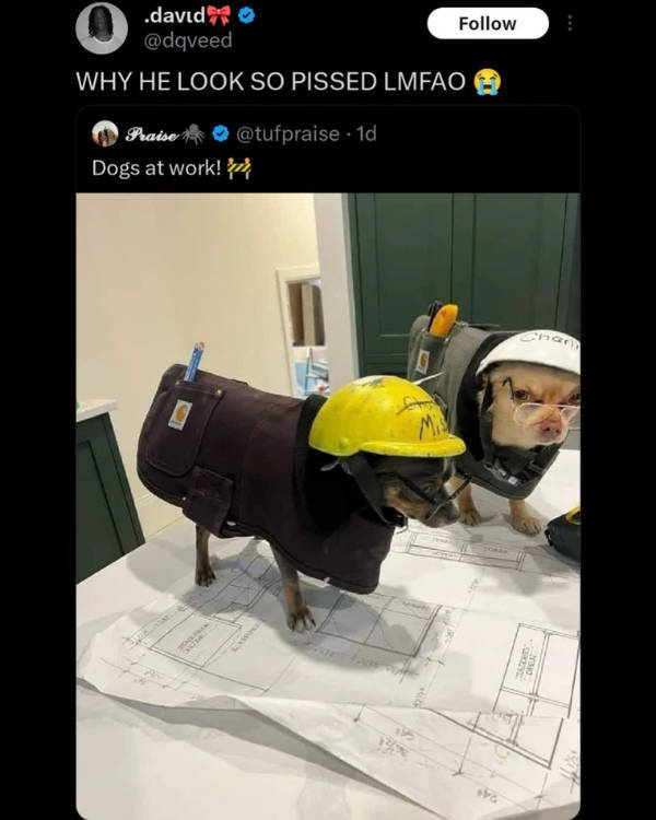 dank memes with unlimited energy 36 pics 5.html - 36 HD Photos | Premium Gallery 2026