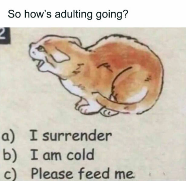 so dank it should be illegal 40 pics 2.html - 40 HD Photos | Premium Gallery 2026