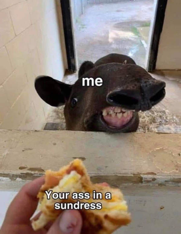 certified dank memes you need right now 33 pics 11.html - 33 HD Photos | Premium Gallery 2026