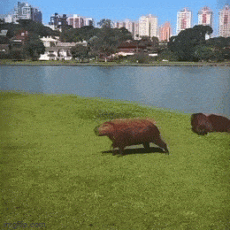daily gifdump 47 gifs 6.html - 1 HD GIF | Premium Gallery 2026