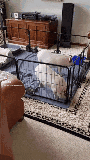 daily gifdump 47 gifs 6.html - 1 HD GIF | Premium Gallery 2026