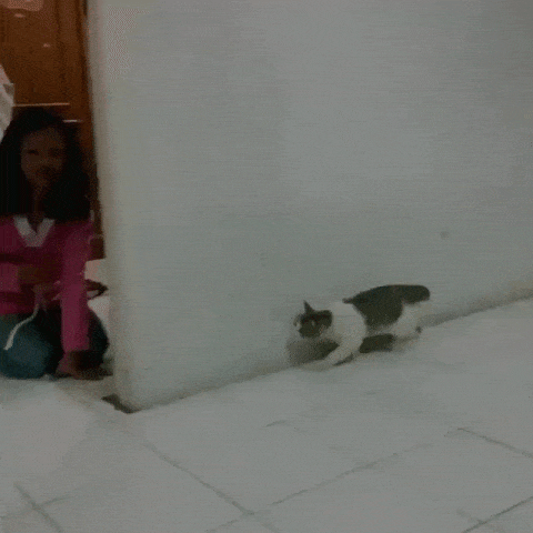 daily gifdump 47 gifs 6.html - 1 HD GIF | Premium Gallery 2026