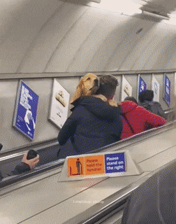 daily gifdump 47 gifs 6.html - 1 HD GIF | Premium Gallery 2026