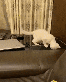 daily gifdump 47 gifs 6.html - 1 HD GIF | Premium Gallery 2026