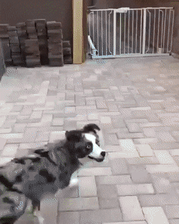 daily gifdump 47 gifs 6.html - 1 HD GIF | Premium Gallery 2026