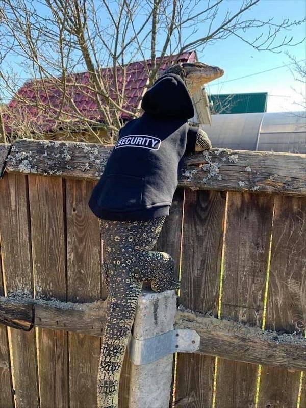 Daily Picdump