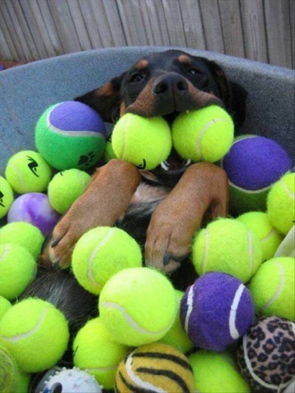 Daily Picdump