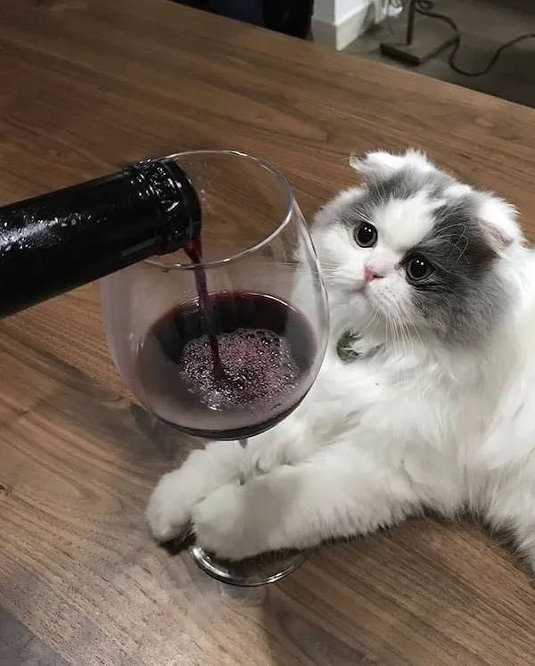 Cheers Everyone!