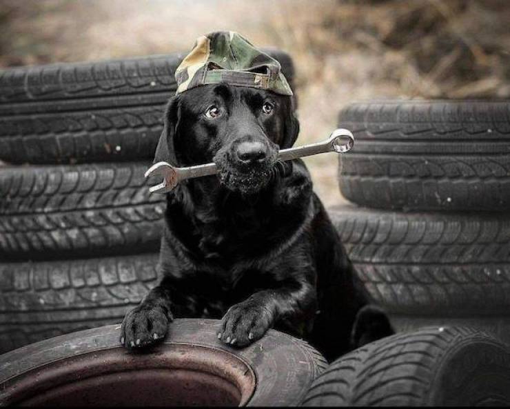 Daily Picdump