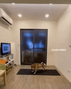 daily gifdump 54 gifs 1.html - 1 HD GIF | Premium Gallery 2026