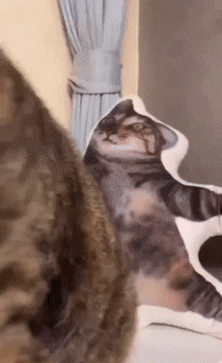daily gifdump 54 gifs 1.html - 1 HD GIF | Premium Gallery 2026