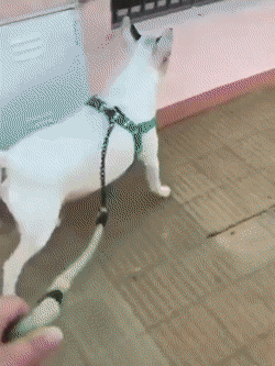daily gifdump 54 gifs 1.html - 1 HD GIF | Premium Gallery 2026