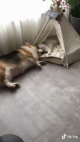 daily gifdump 54 gifs 1.html - 1 HD GIF | Premium Gallery 2026