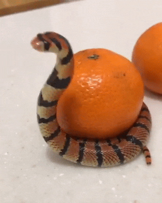 daily gifdump 54 gifs 1.html - 1 HD GIF | Premium Gallery 2026