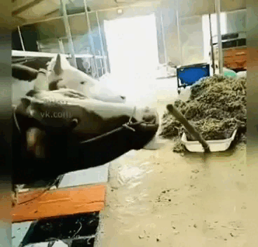 daily gifdump 47 gifs 1.html - 1 HD GIF | Premium Gallery 2026