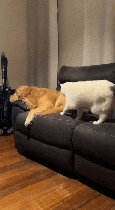 daily gifdump 47 gifs 1.html - 1 HD GIF | Premium Gallery 2026