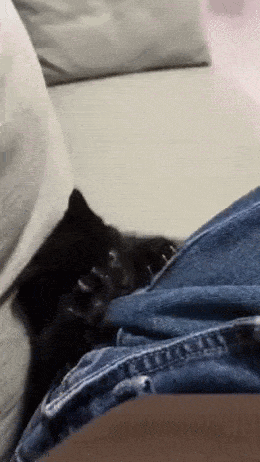 daily gifdump 47 gifs 1.html - 1 HD GIF | Premium Gallery 2026