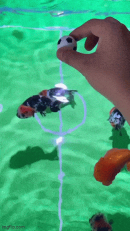 daily gifdump 47 gifs 1.html - 1 HD GIF | Premium Gallery 2026
