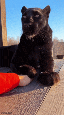 daily gifdump 47 gifs 1.html - 1 HD GIF | Premium Gallery 2026