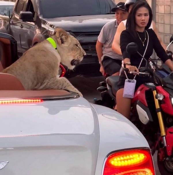 daily picdump 36 pics 1.html - 36 HD Photos | Premium Gallery 2026