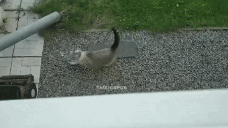 daily gifdump 48 gifs 1.html - 1 HD GIF | Premium Gallery 2026