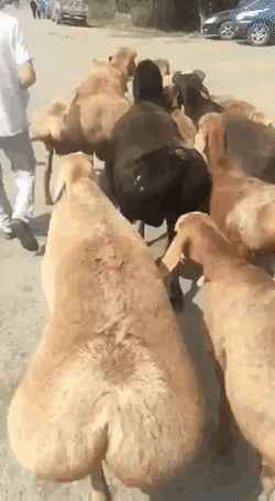 daily gifdump 48 gifs 1.html - 1 HD GIF | Premium Gallery 2026