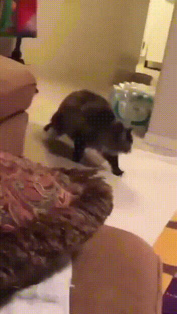daily gifdump 48 gifs 1.html - 1 HD GIF | Premium Gallery 2026
