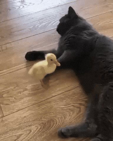 daily gifdump 48 gifs 1.html - 1 HD GIF | Premium Gallery 2026